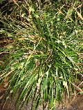 Japanese Silver Grass / Miscanthus sinensis 